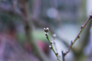 La douceur des températures fait gonfler les premiers bourgeons